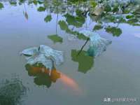 南京乐艺装饰有限公司